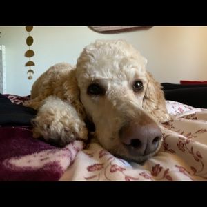 Meet your Posher, Noa